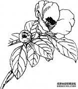 山茶